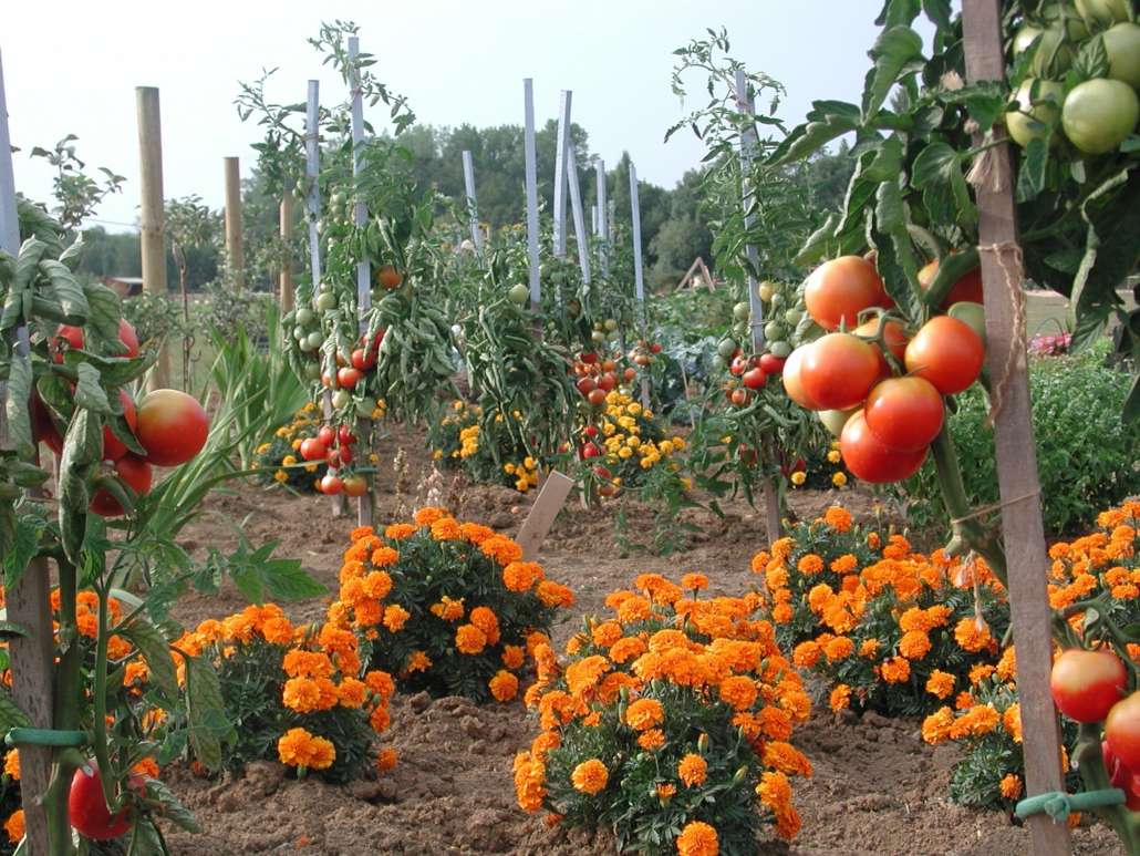 OEILLET-TOMATE